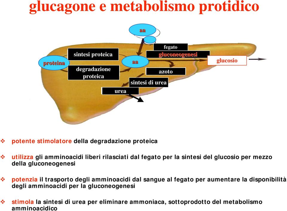 sintesi del glucosio per mezzo della gluconeogenesi potenzia il trasporto degli amminoacidi dal sangue al fegato per aumentare la