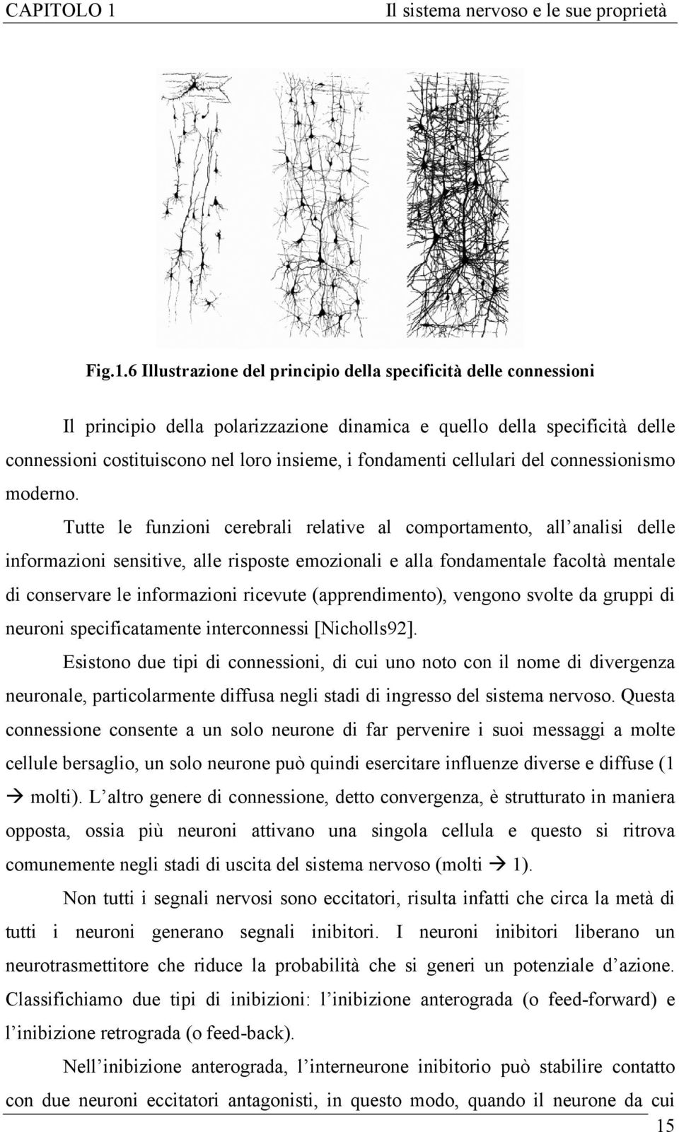 6 Illustrazione del principio della specificità delle connessioni Il principio della polarizzazione dinamica e quello della specificità delle connessioni costituiscono nel loro insieme, i fondamenti