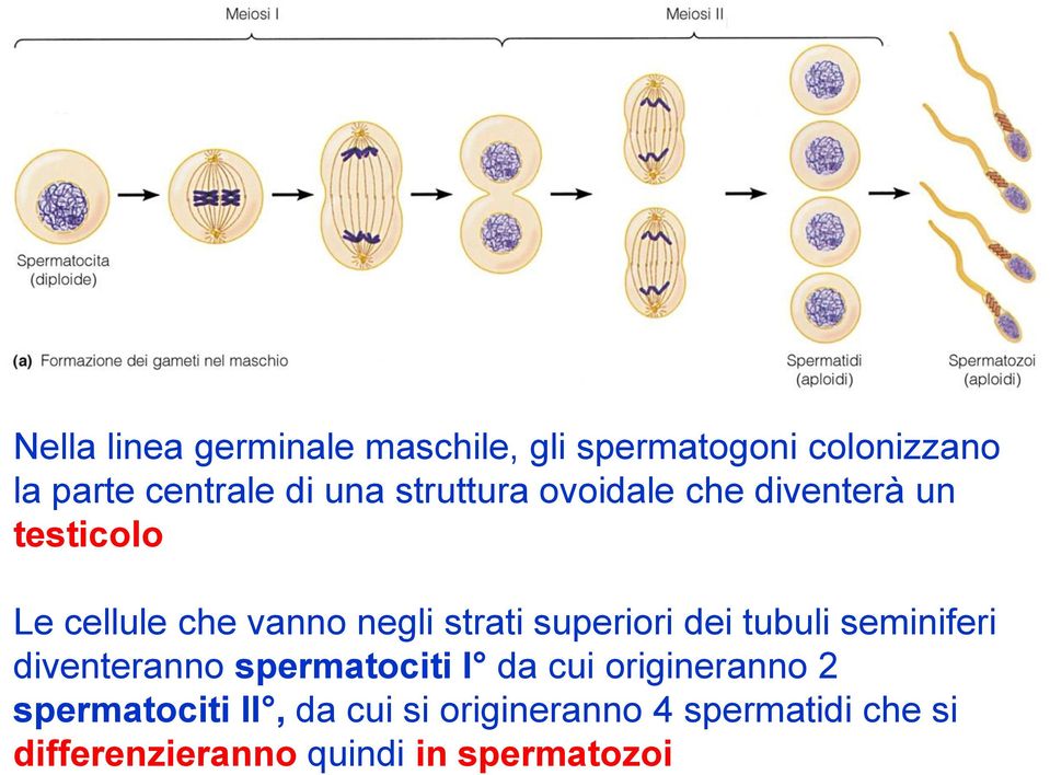 superiori dei tubuli seminiferi diventeranno spermatociti I da cui origineranno 2