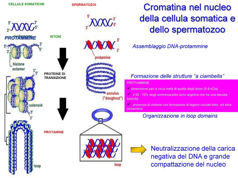 istoni (5-8 KDa) il 55-70% degli amminoacidici sono arginina che ha una elevata basicità presenza di cisteine con formazione di legami