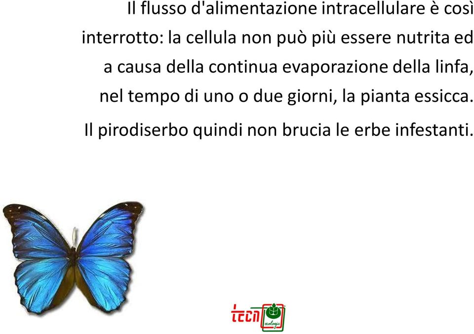 evaporazione della linfa, nel tempo di uno o due giorni, la