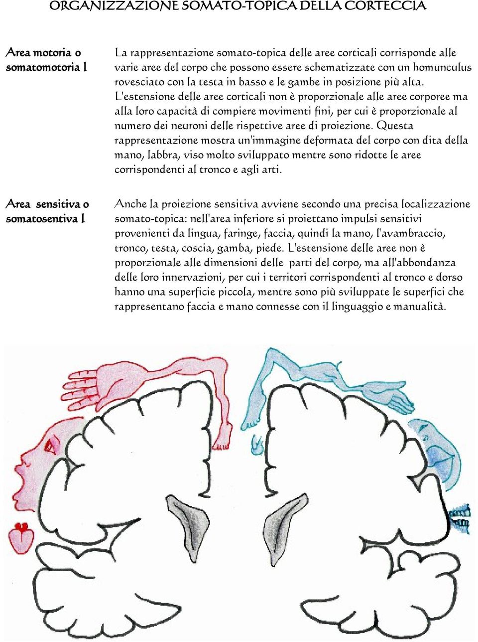 L'estensione delle aree corticali non è proporzionale alle aree corporee ma alla loro capacità di compiere movimenti fini, per cui è proporzionale al numero dei neuroni delle rispettive aree di