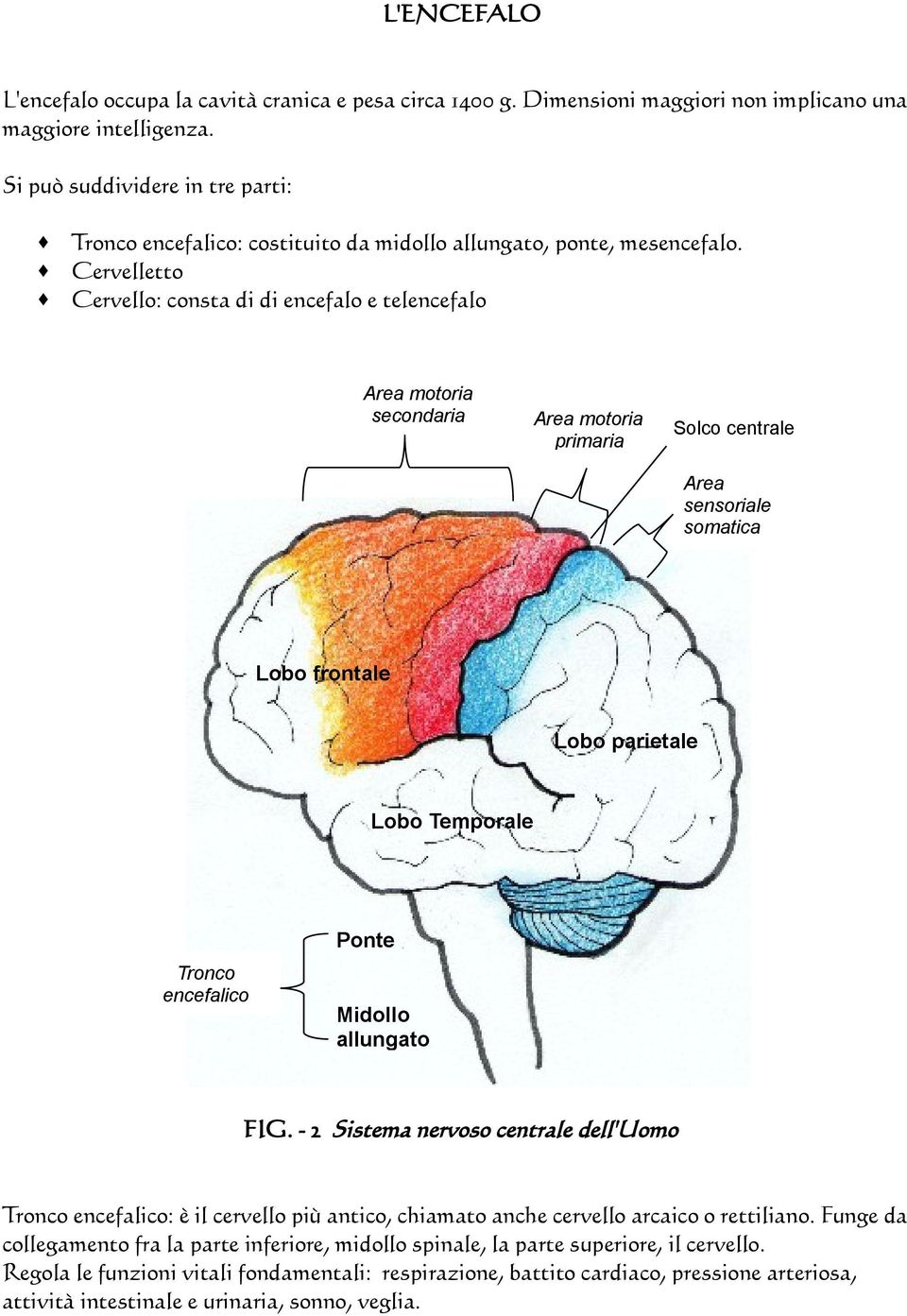 Cervelletto Cervello: consta di di encefalo e telencefalo Area motoria secondaria Area motoria primaria Solco centrale Area sensoriale somatica Lobo frontale Lobo parietale Lobo Temporale Tronco