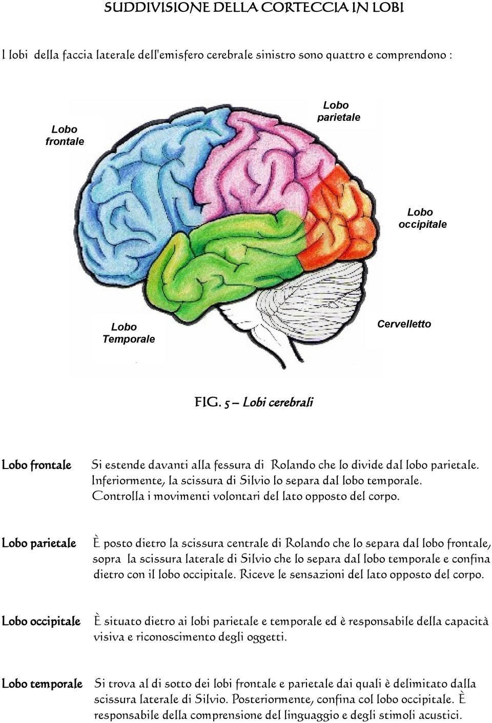 Controlla i movimenti volontari del lato opposto del corpo.