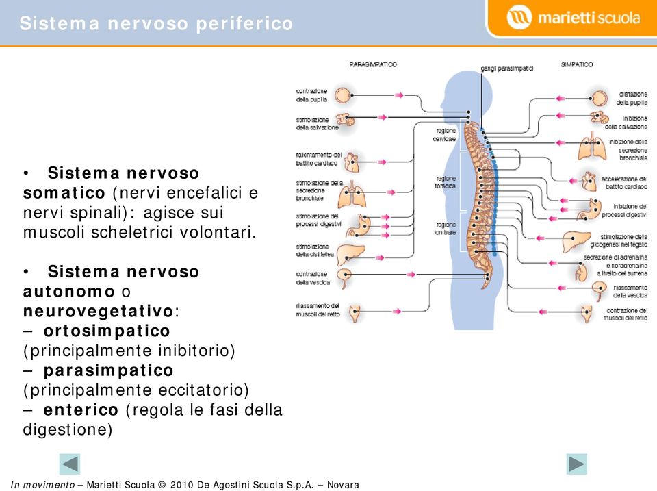 Sistema nervoso autonomo o neurovegetativo: ortosimpatico (principalmente