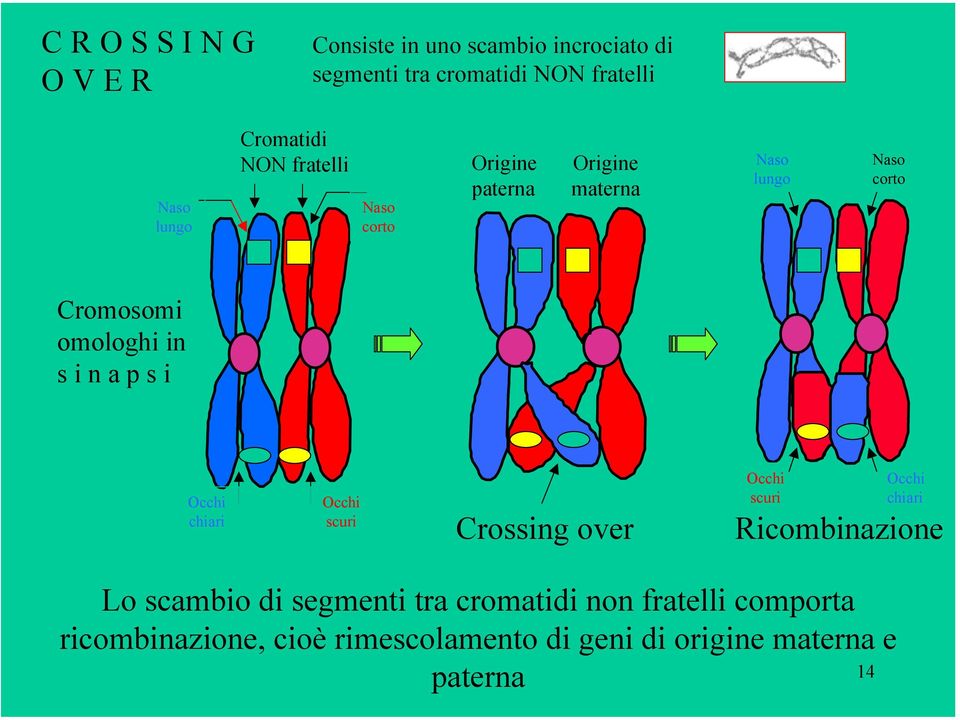 i n a p s i Occhi chiari Occhi scuri Crossing over Occhi scuri Occhi chiari Ricombinazione Lo scambio di