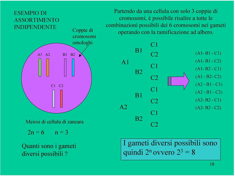 dei 6 cromosomi nei gameti operando con la ramificazione ad albero.