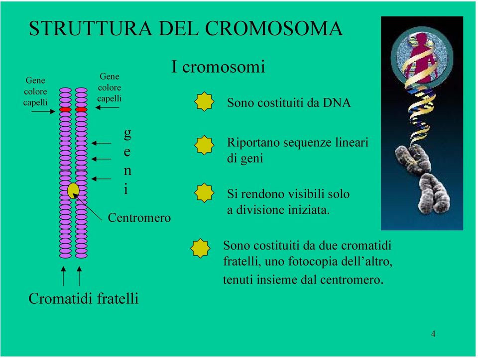 geni Si rendono visibili solo a divisione iniziata.