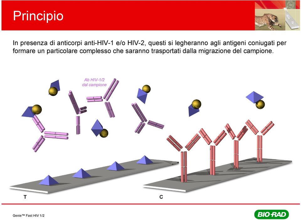 formare un particolare complesso che saranno