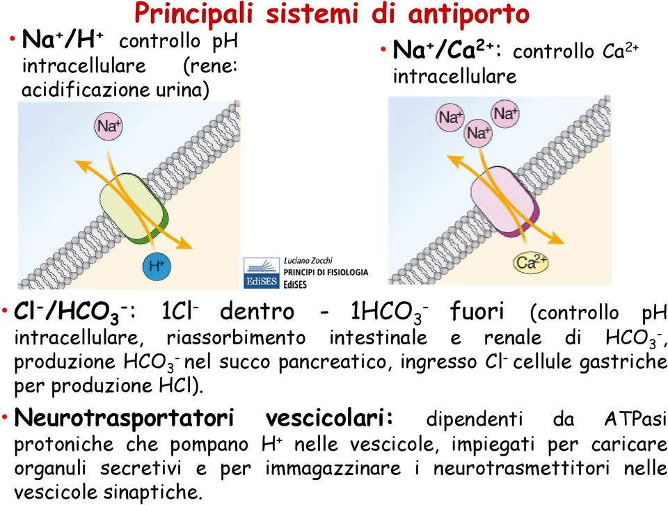 produzione HCO 3- nel succo pancreatico, ingresso Cl - cellule gastriche per produzione HCl).