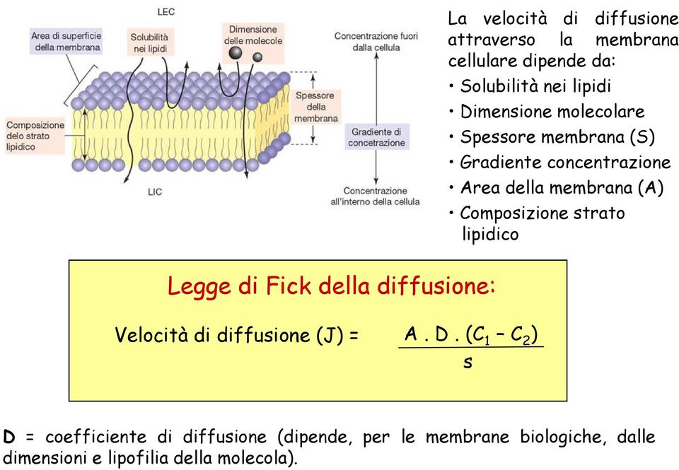 Composizione strato lipidico Legge di Fick della diffusione: Velocità di diffusione (J) = A. D.