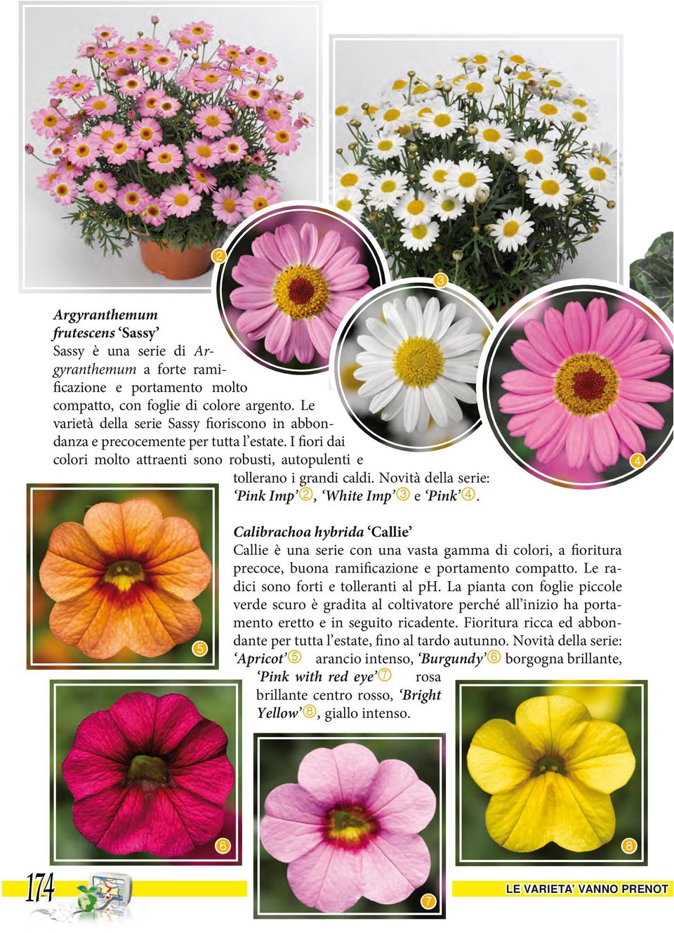 Novità della serie: Pink Imp, White Imp e Pink. Calibrachoa hybrida Callie Callie è una serie con una vasta gamma di colori, a fioritura precoce, buona ramificazione e portamento compatto.