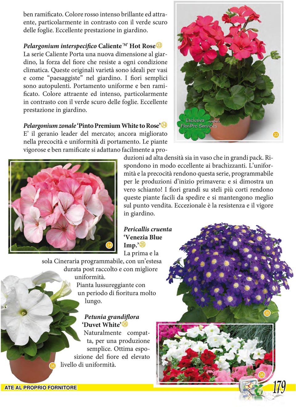 Queste originali varietà sono ideali per vasi e come paesaggiste nel giardino. I fiori semplici sono autopulenti. Portamento uniforme e ben ramificato.