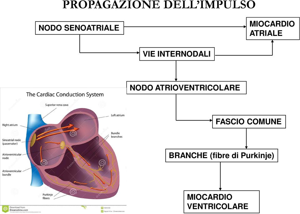 INTERNODALI NODO ATRIOVENTRICOLARE