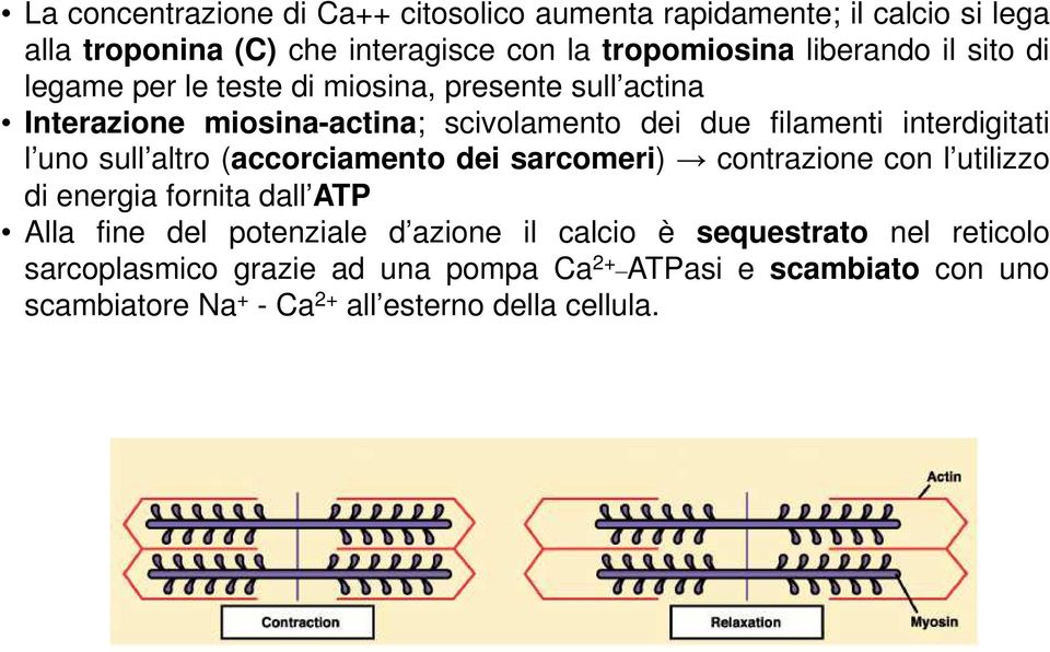 sull altro (accorciamento dei sarcomeri) contrazione con l utilizzo di energia fornita dall ATP Alla fine del potenziale d azione il calcio è