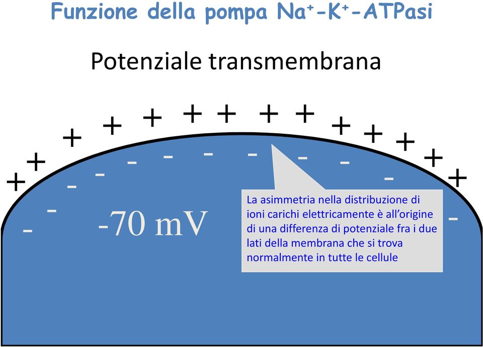 -70 mv ioni carichi elettricamente è all origine - di una differenza di