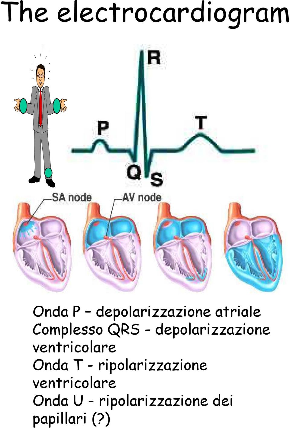 depolarizzazione ventricolare Onda T -