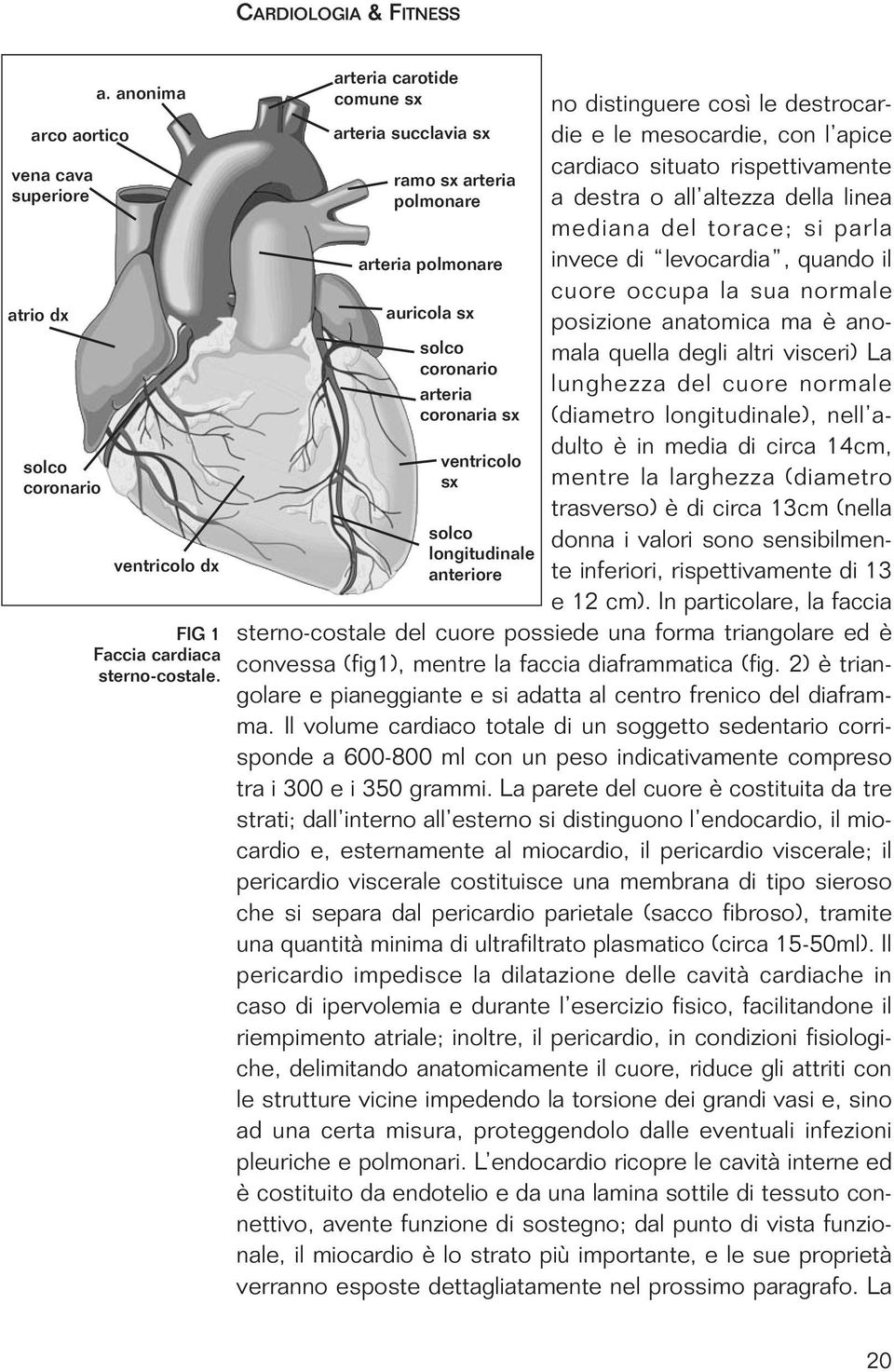 così le destrocardie e le mesocardie, con l apice cardiaco situato rispettivamente a destra o all altezza della linea mediana del torace; si parla invece di levocardia, quando il cuore occupa la sua