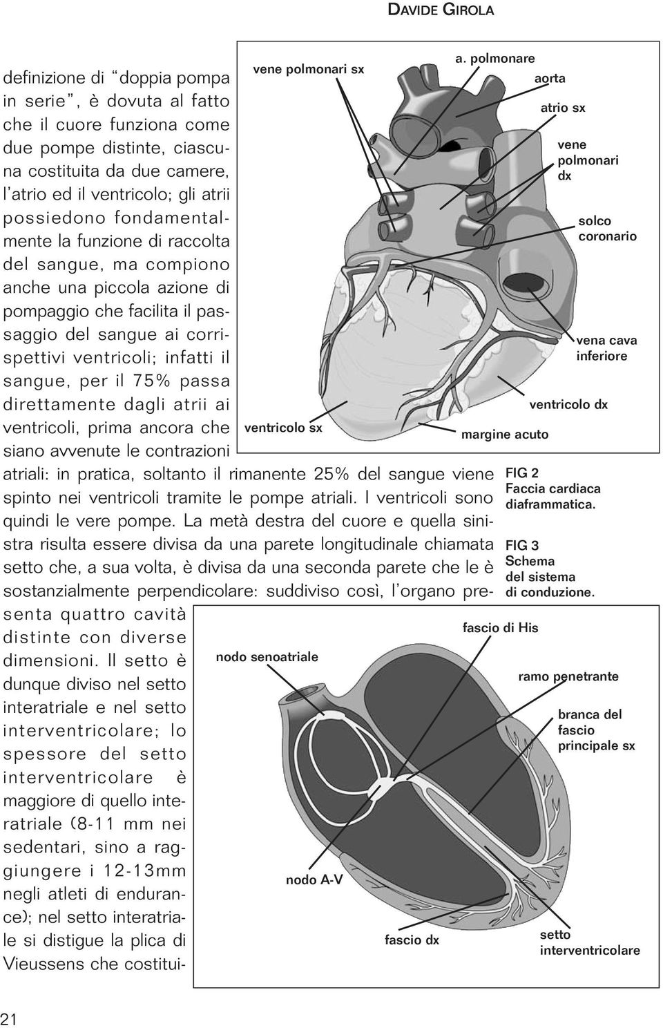 passa direttamente dagli atrii ai ventricoli, prima ancora che siano avvenute le contrazioni vene polmonari sx ventricolo sx atriali: in pratica, soltanto il rimanente 25% del sangue viene spinto nei