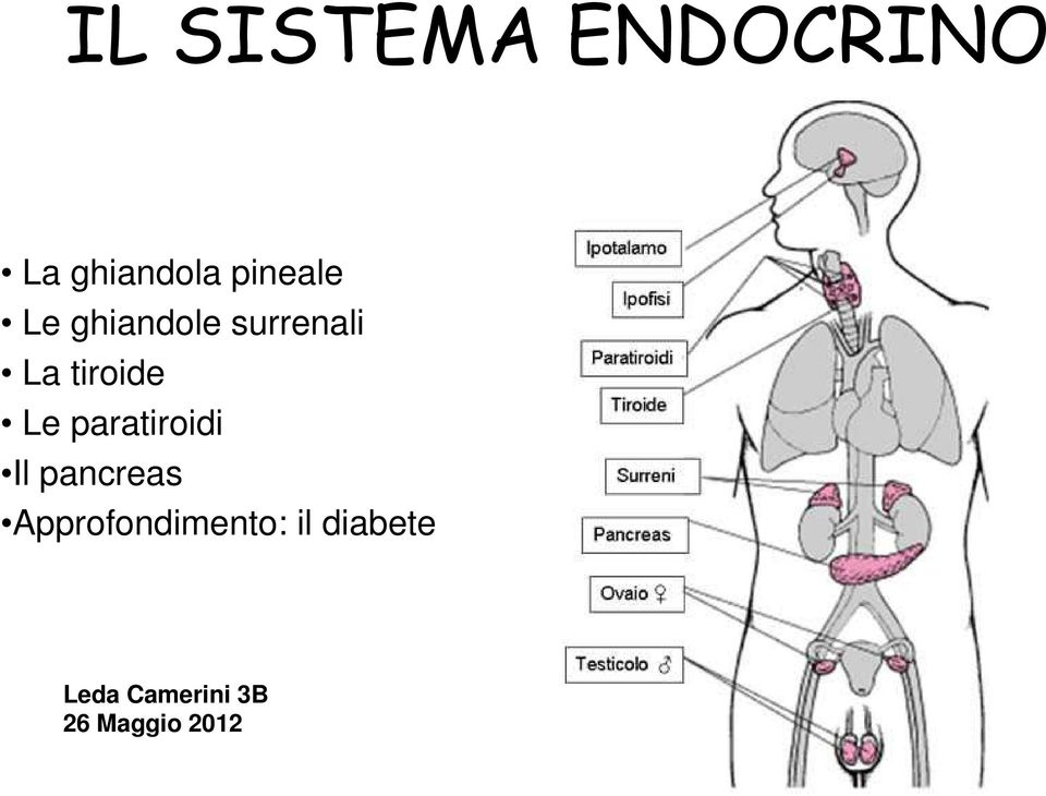 tiroide Le paratiroidi Il pancreas