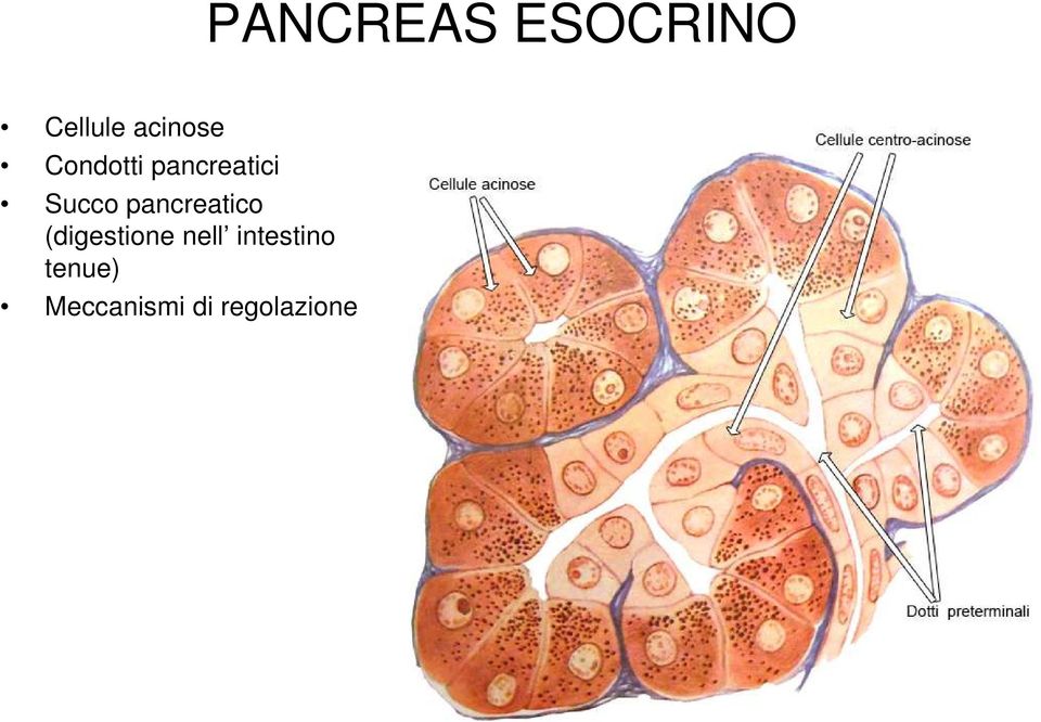 Succo pancreatico (digestione