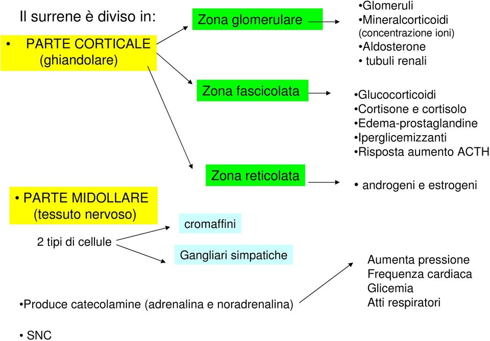 Risposta aumento ACTH PARTE MIDOLLARE (tessuto nervoso) 2 tipi di cellule cromaffini Zona reticolata Gangliari simpatiche