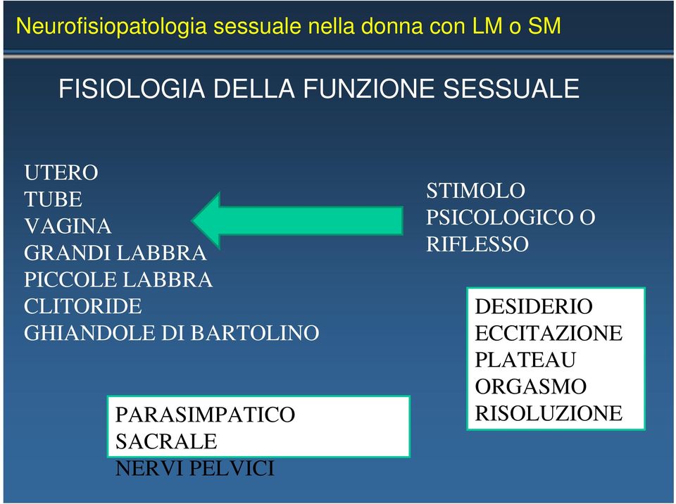 CLITORIDE GHIANDOLE DI BARTOLINO PARASIMPATICO SACRALE NERVI PELVICI