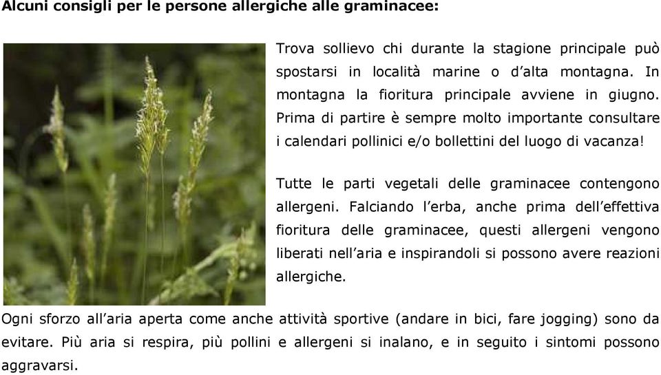 Tutte le parti vegetali delle graminacee contengono allergeni.