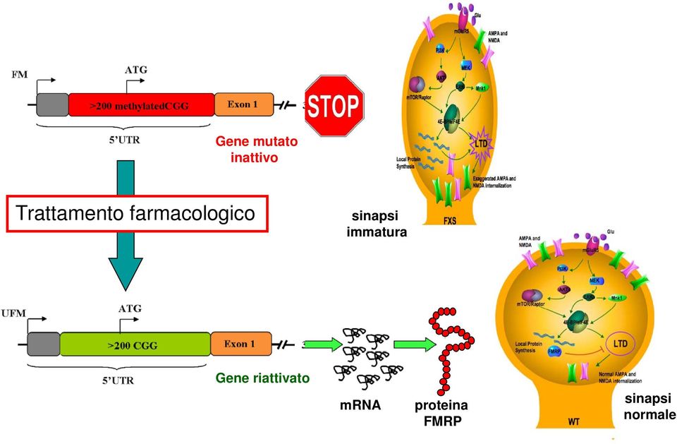 sinapsi immatura Gene