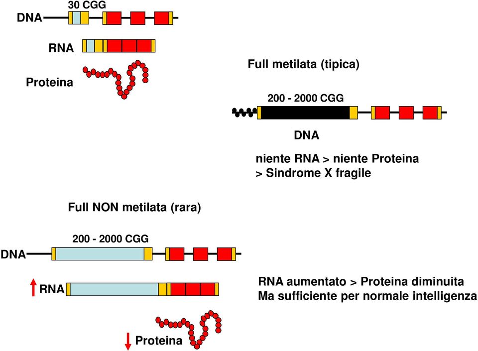 NON metilata (rara) DNA 200-2000 CGG RNA RNA aumentato >