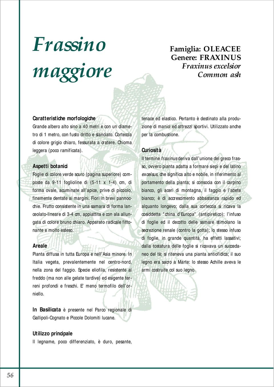 Aspetti botanici Foglie di colore verde scuro (pagina superiore) composte da 9-11 foglioline di (5-11 x 1-4) cm, di forma ovale, acuminate all apice, prive di picciolo, finemente dentate ai margini.