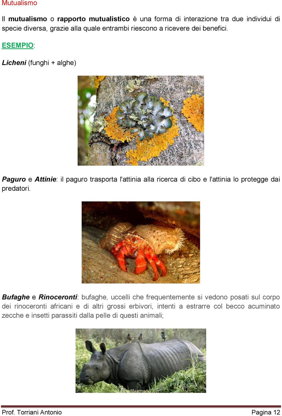 ESEMPIO: Licheni (funghi + alghe) Paguro e Attinie: il paguro trasporta l'attinia alla ricerca di cibo e l'attinia lo protegge dai predatori.