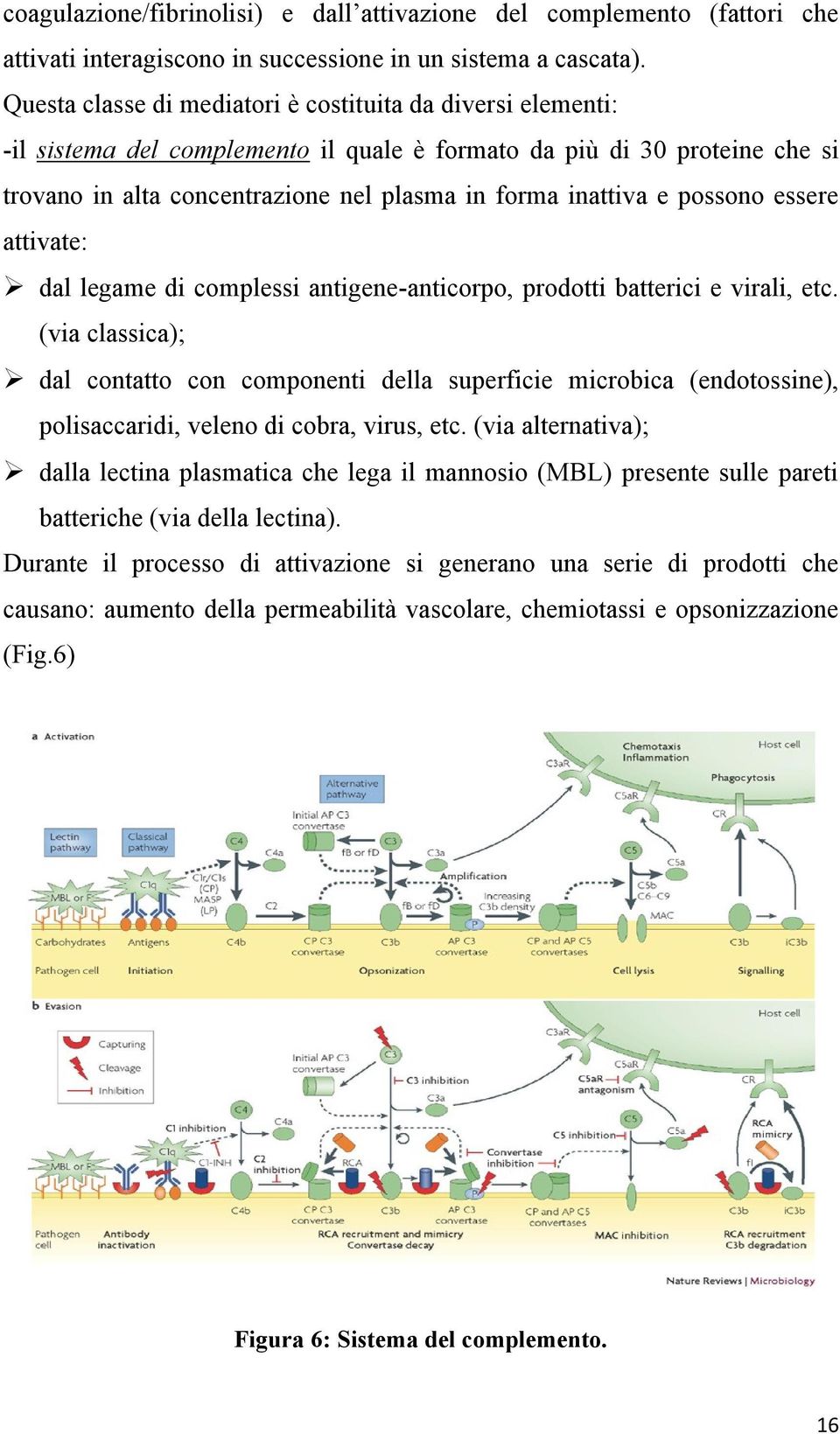 possono essere attivate: dal legame di complessi antigene-anticorpo, prodotti batterici e virali, etc.