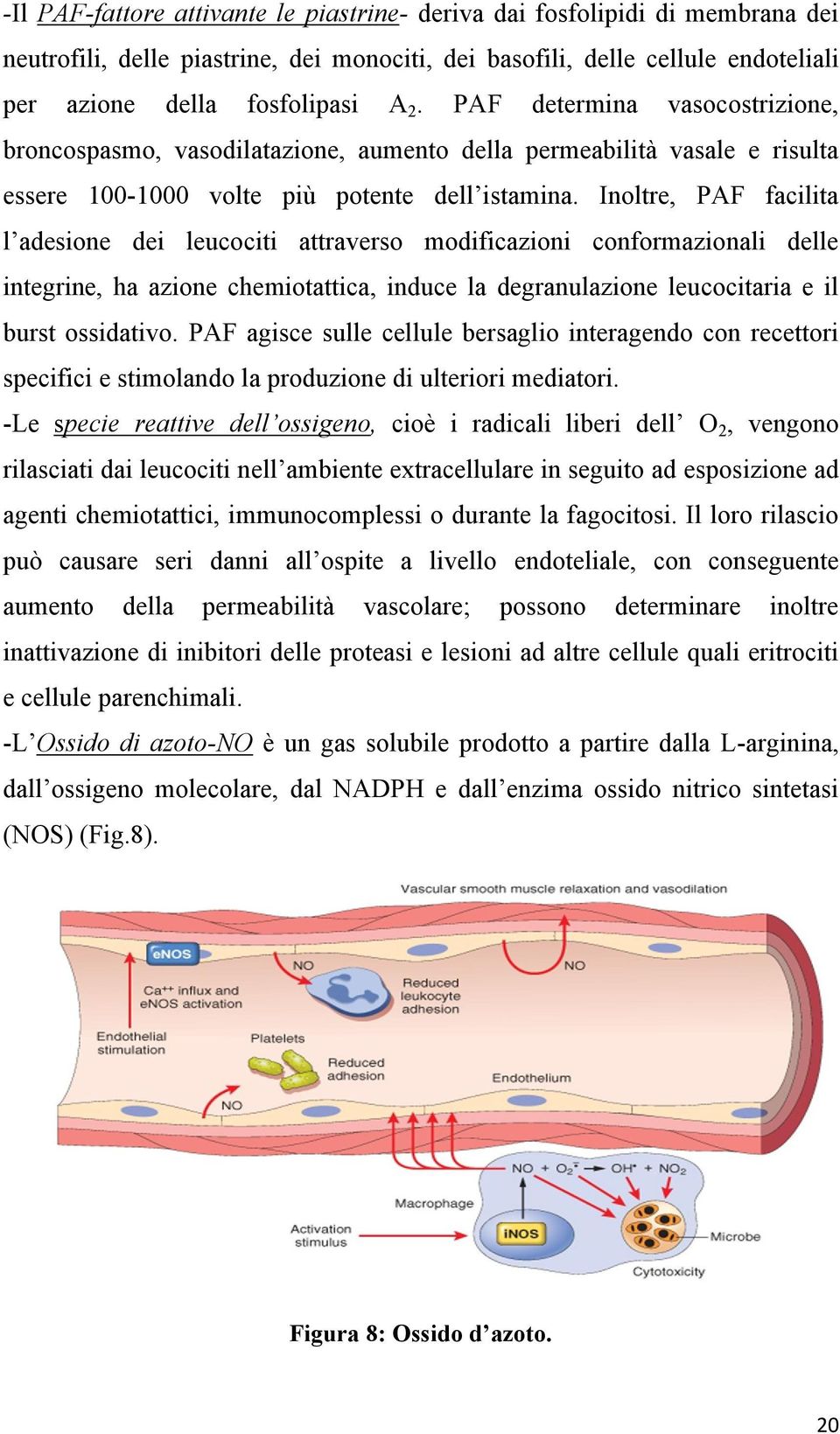 Inoltre, PAF facilita l adesione dei leucociti attraverso modificazioni conformazionali delle integrine, ha azione chemiotattica, induce la degranulazione leucocitaria e il burst ossidativo.