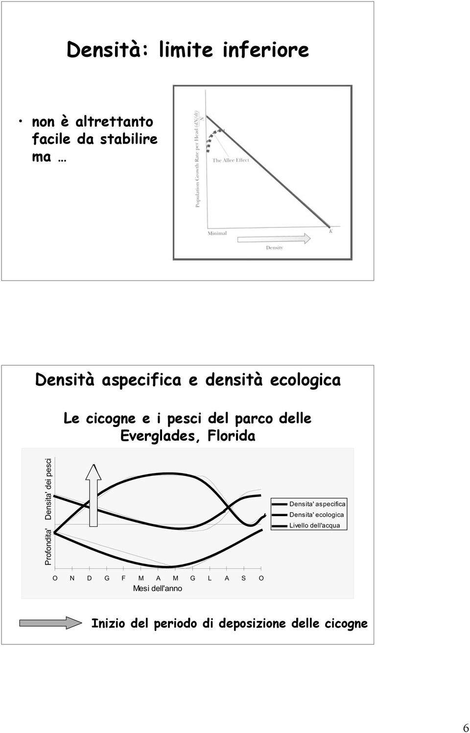 ecologica Le cicogne e i pesci del parco delle