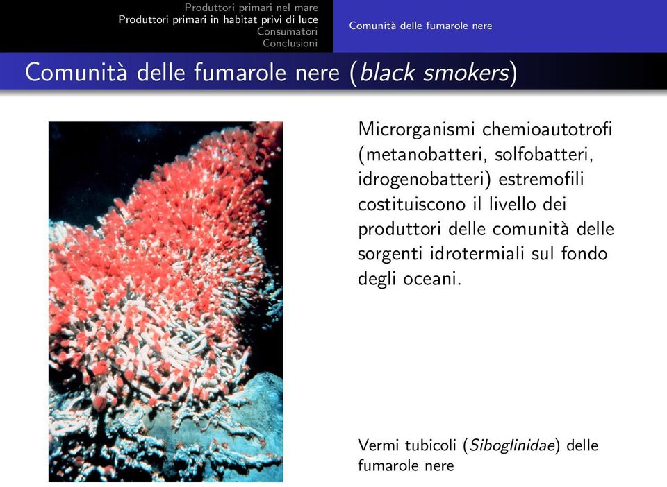 idrogenobatteri) estremofili costituiscono il livello dei produttori delle comunita