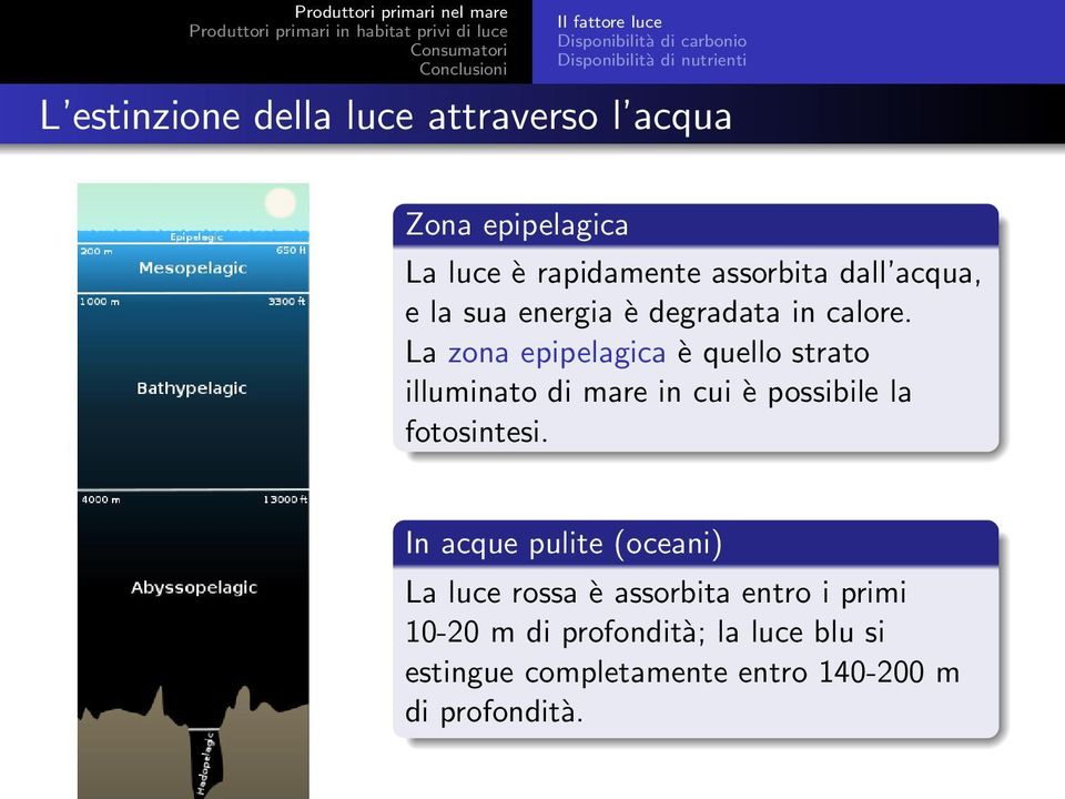 La zona epipelagica è quello strato illuminato di mare in cui è possibile la fotosintesi.