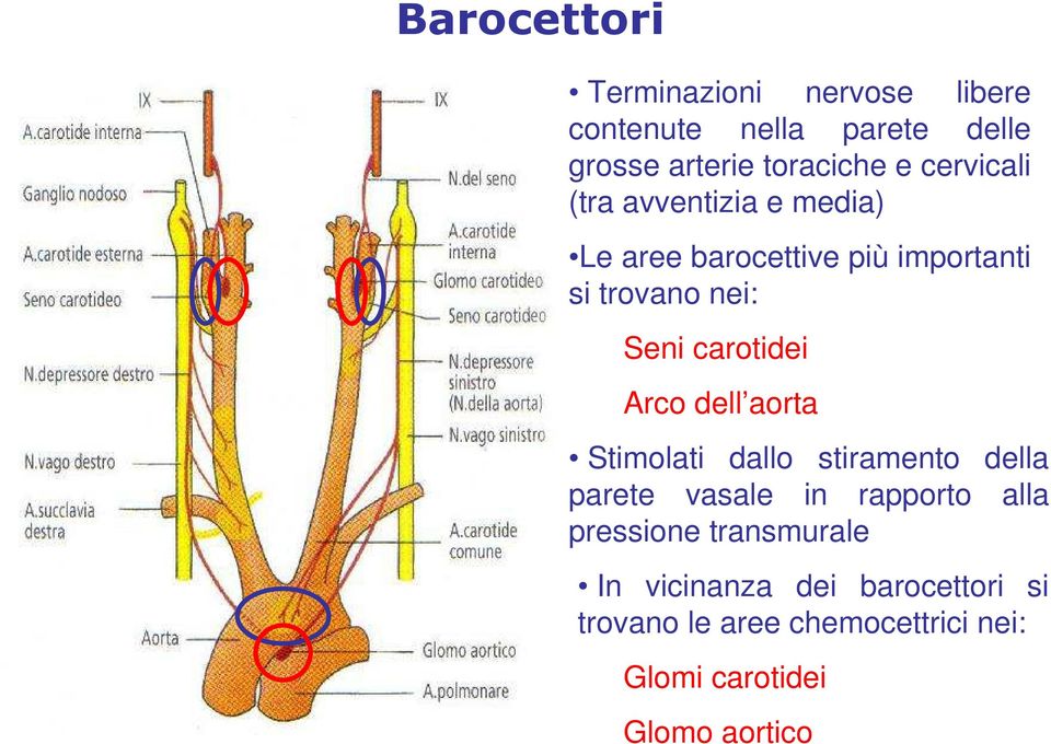 carotidei Arco dell aorta Stimolati dallo stiramento della parete vasale in rapporto alla