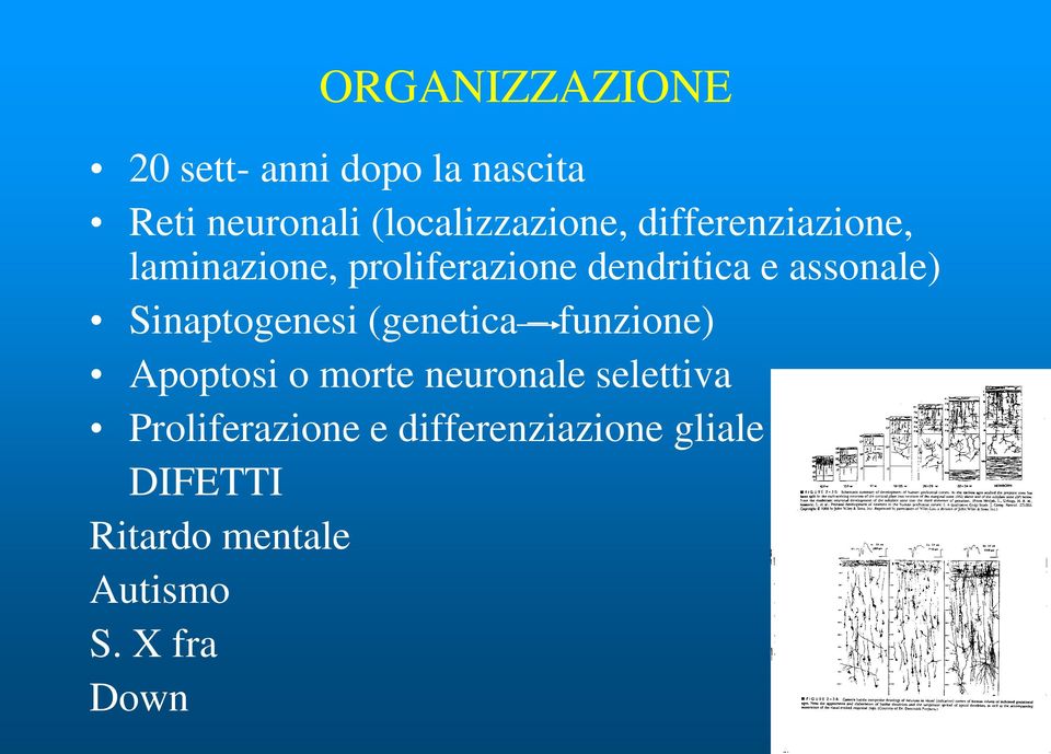 assonale) Sinaptogenesi (genetica funzione) Apoptosi o morte neuronale