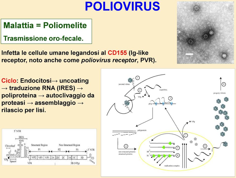 receptor, noto anche come poliovirus receptor, PVR).