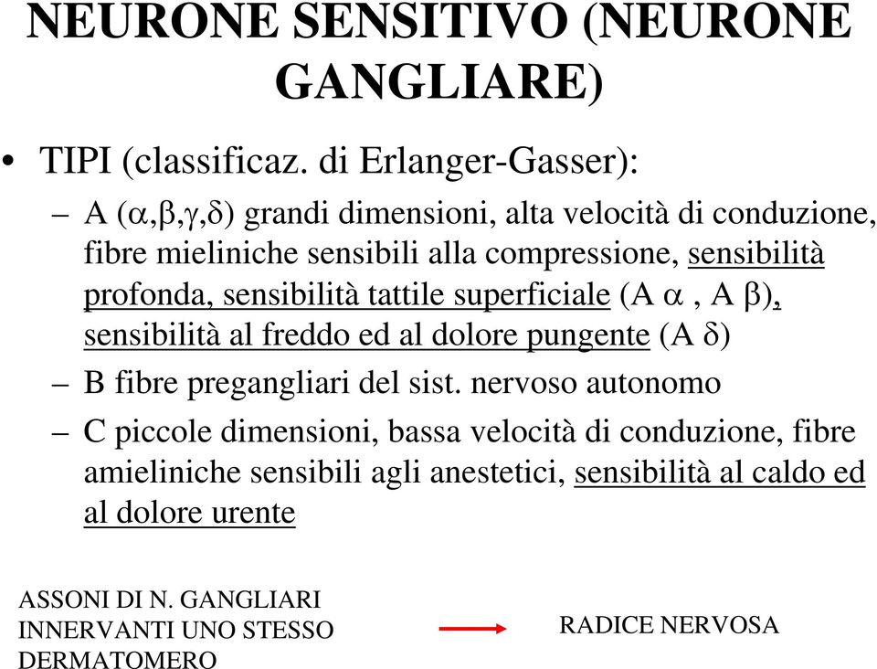 profonda, sensibilità tattile superficiale (A α, A β), sensibilità al freddo ed al dolore pungente (A δ) B fibre pregangliari del sist.