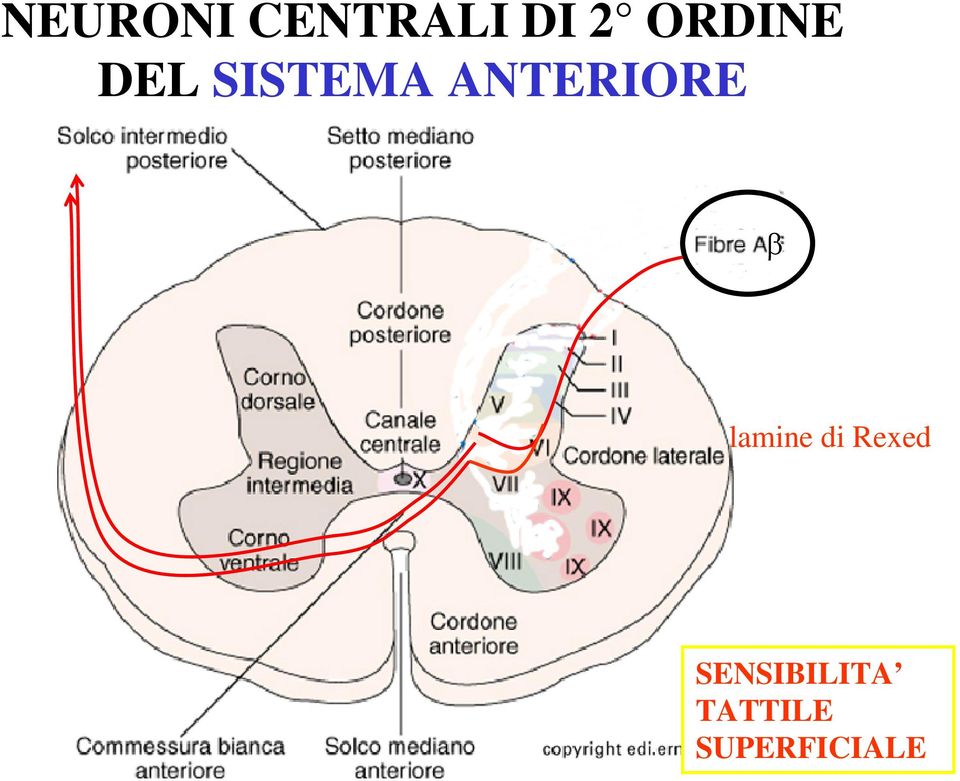 ANTERIORE β lamine di