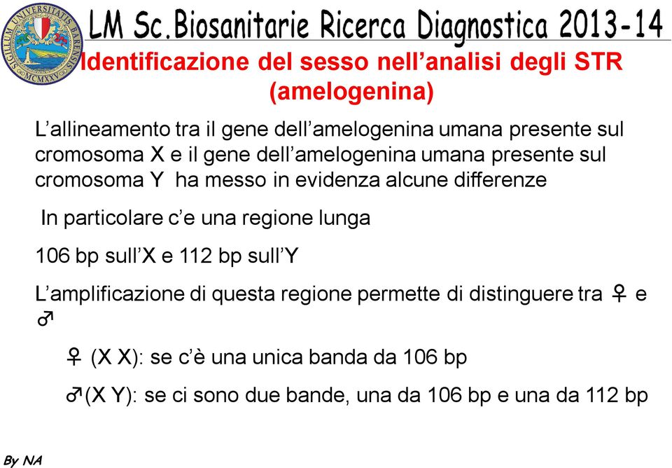 differenze In particolare c e una regione lunga 106 bp sull X e 112 bp sull Y L amplificazione di questa regione