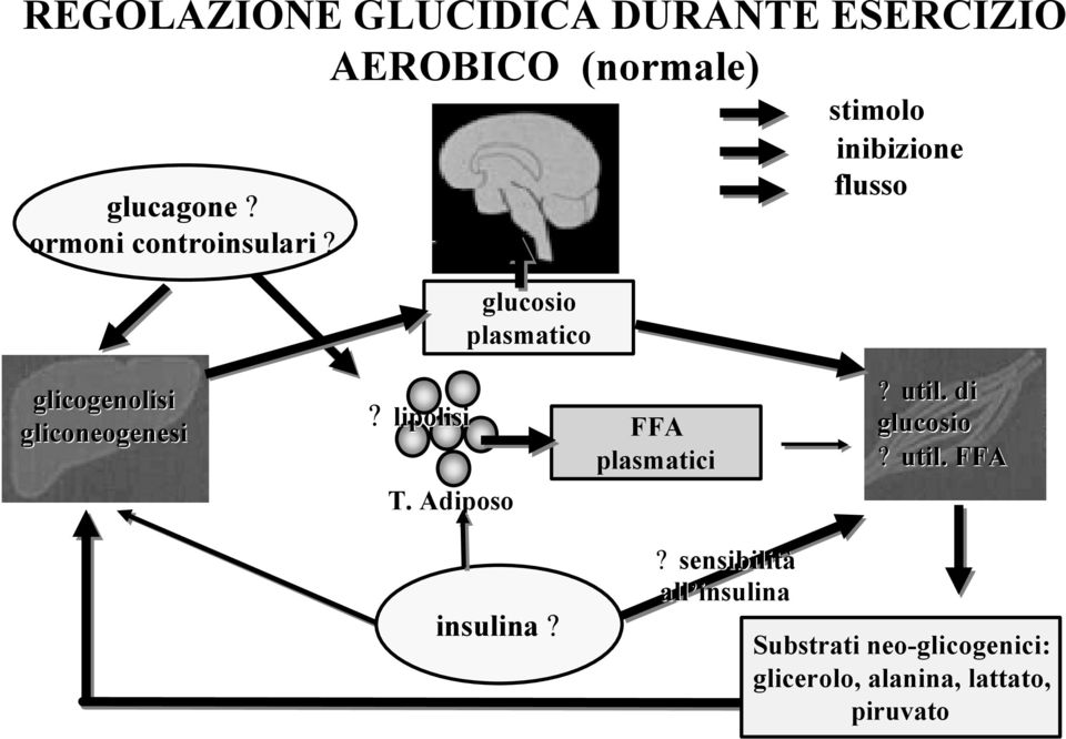 glucosio plasmatico stimolo inibizione flusso glicogenolisi gliconeogenesi?