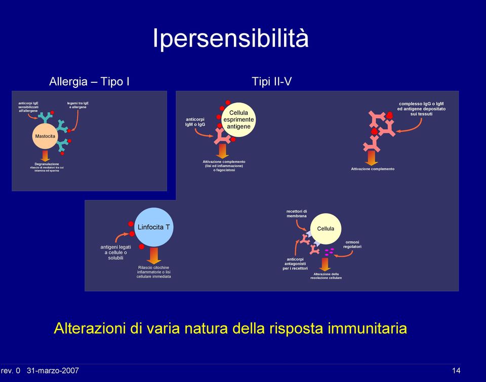 infiammazione) o fagocistosi Attivazione complemento recettori di membrana Linfocita T Cellula antigeni legati a cellule o solubili Rilascio citochine infiammatorie o