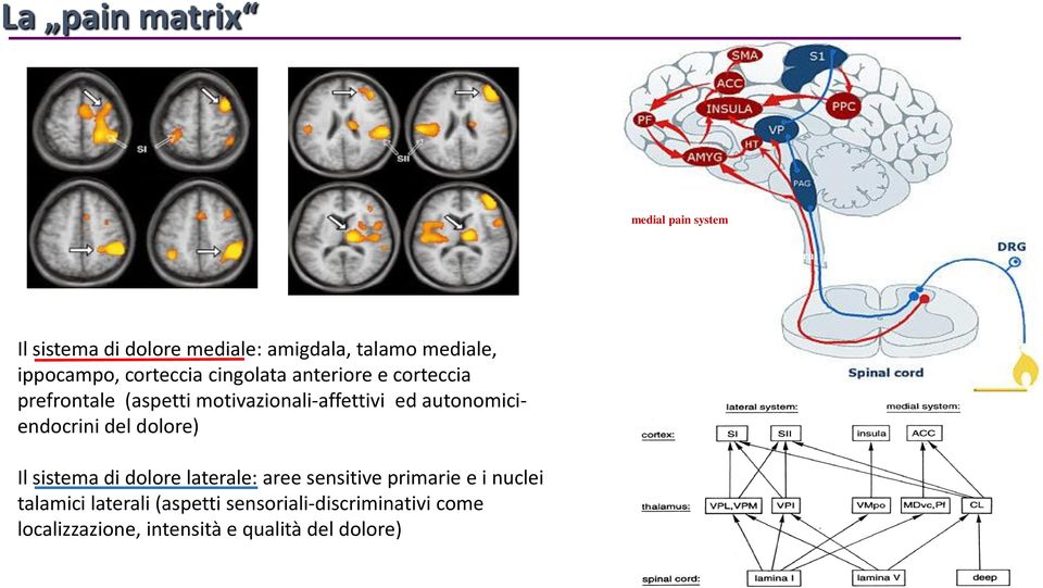 motivazionali-affettivi ed autonomiciendocrini del dolore) Il sistema di dolore laterale: aree