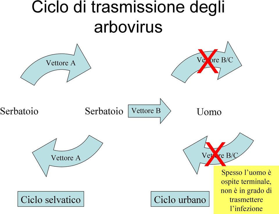 Vettore B Uomo X Vettore B/C Ciclo urbano Spesso l uomo