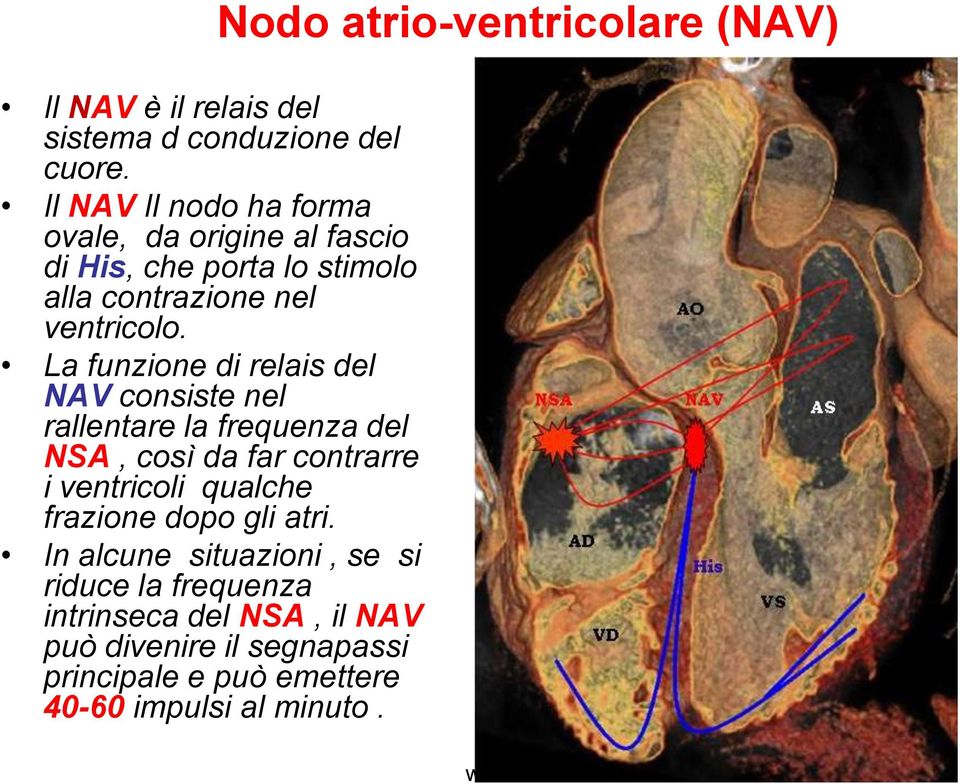 La funzione di relais del NAV consiste nel rallentare la frequenza del NSA, così da far contrarre i ventricoli qualche