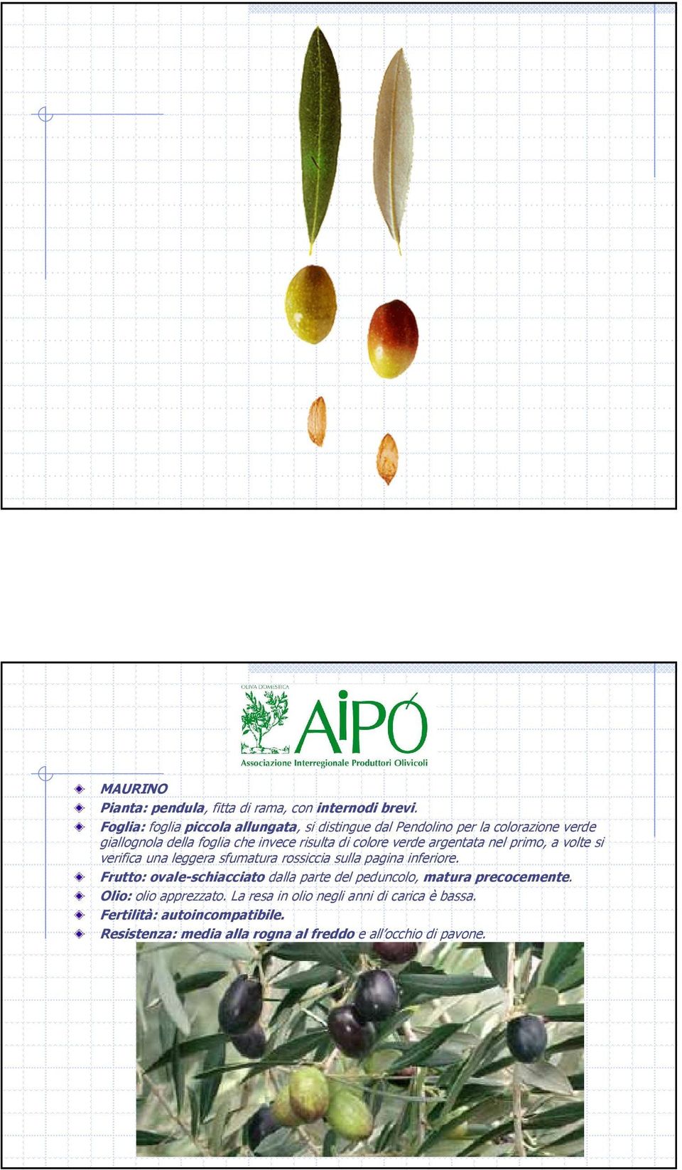 colore verde argentata nel primo, a volte si verifica una leggera sfumatura rossiccia sulla pagina inferiore.