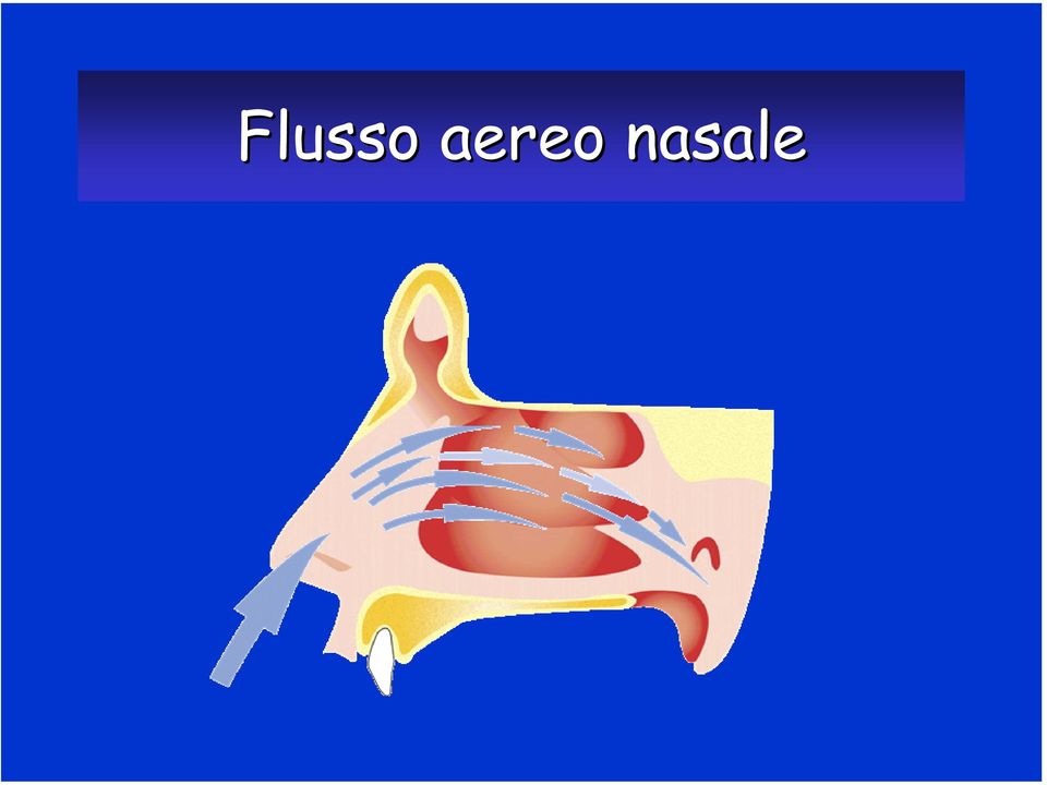 nasale